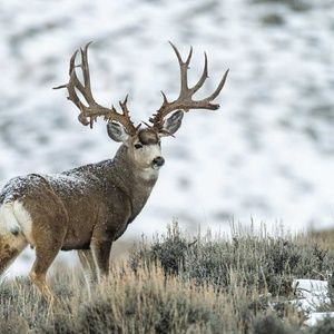 Meet your Posher, Andy